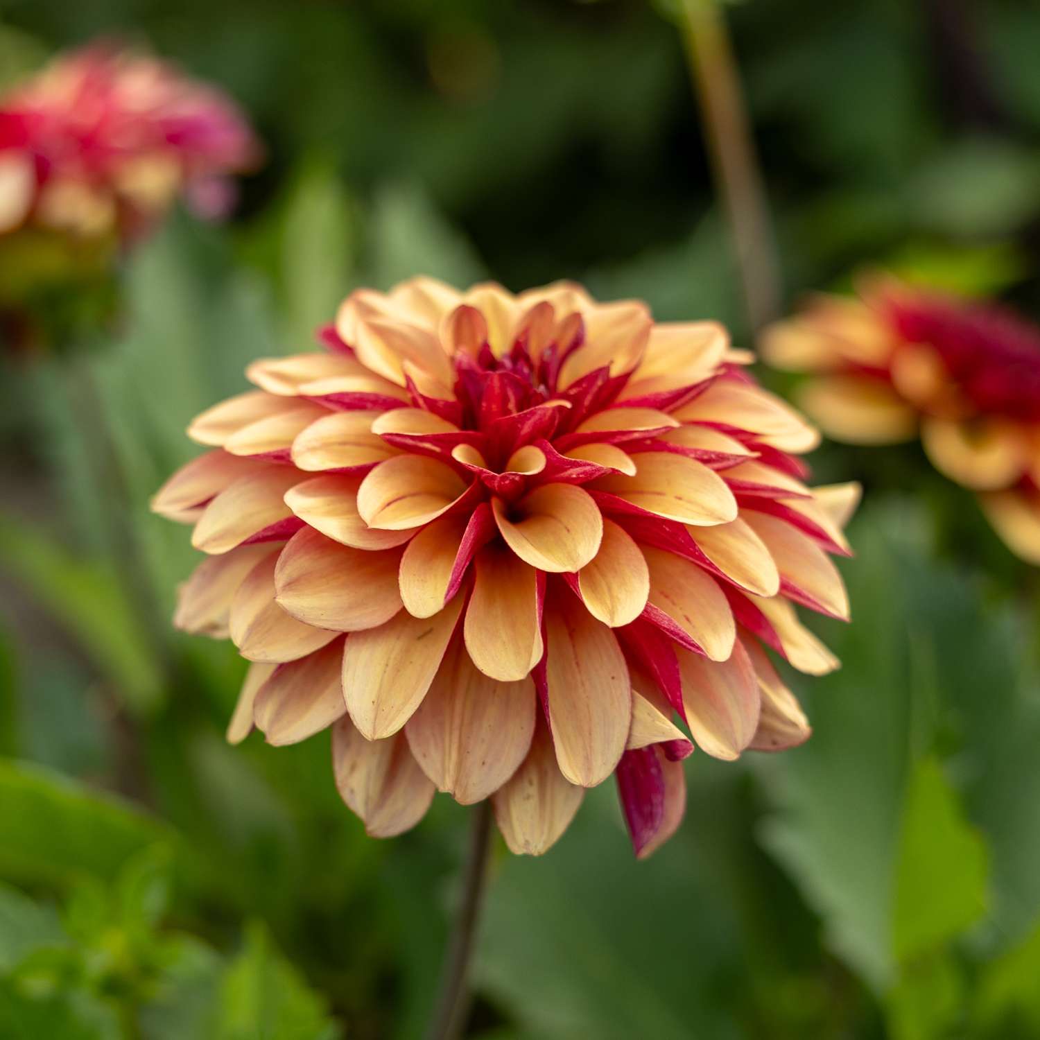 Dahlie 'Creme de Cognac'